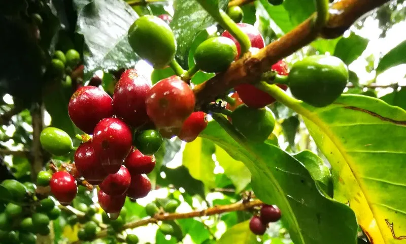 PERU Amazonas Organic Single Origin